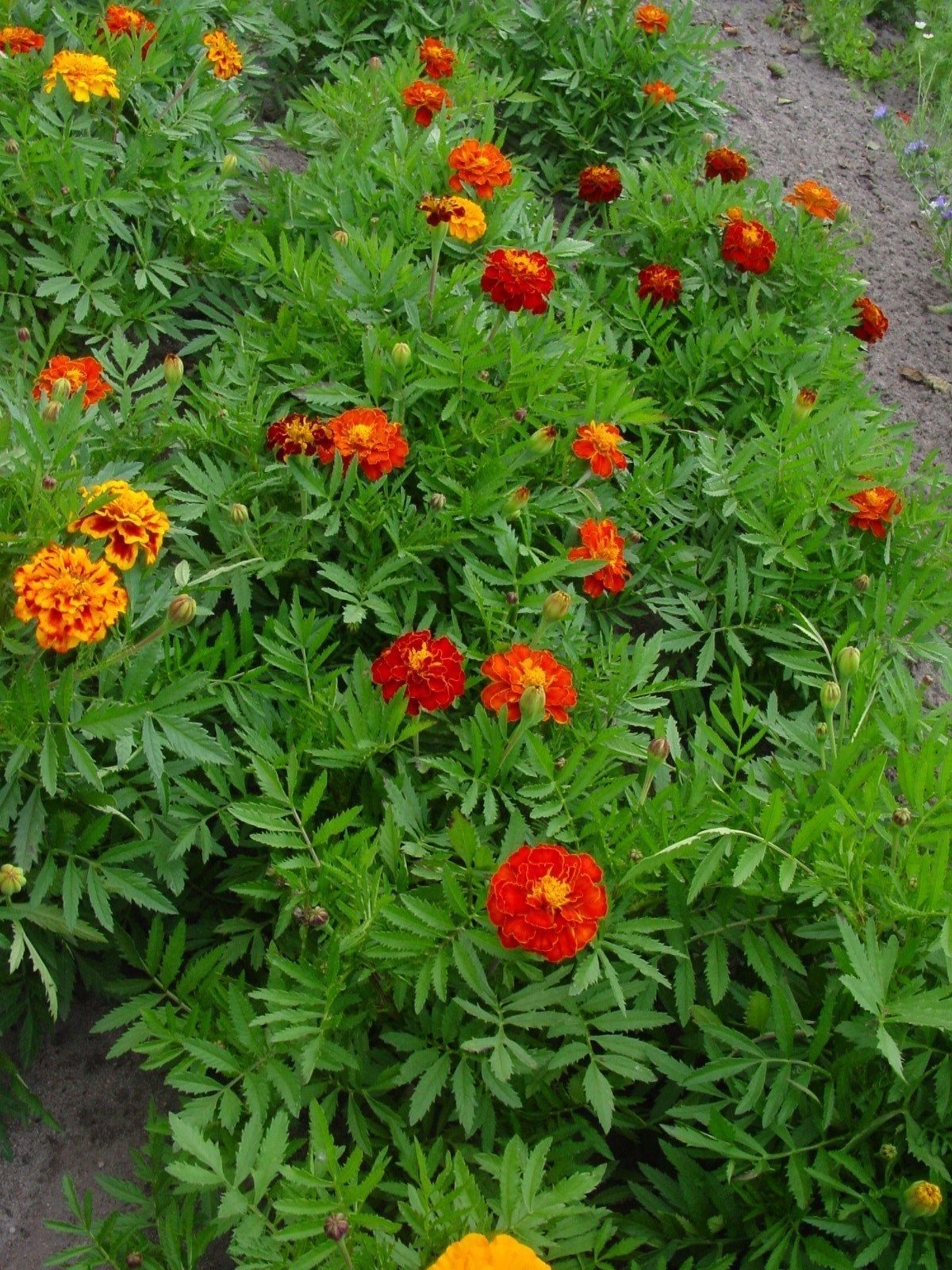 1 kg Tagetes patula nana Sparky Mix