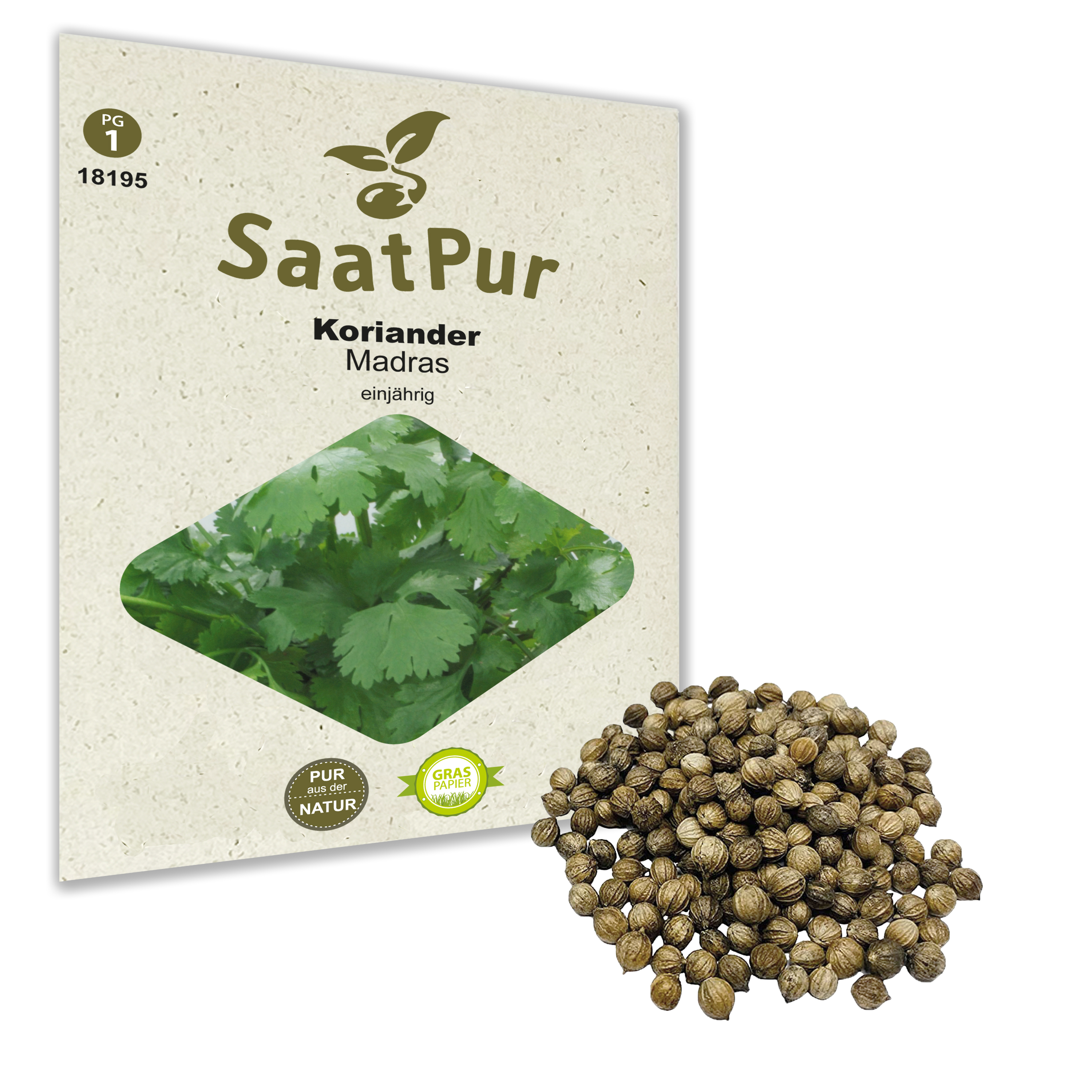 Koriander Madras - für ca. 250 Pflanzen