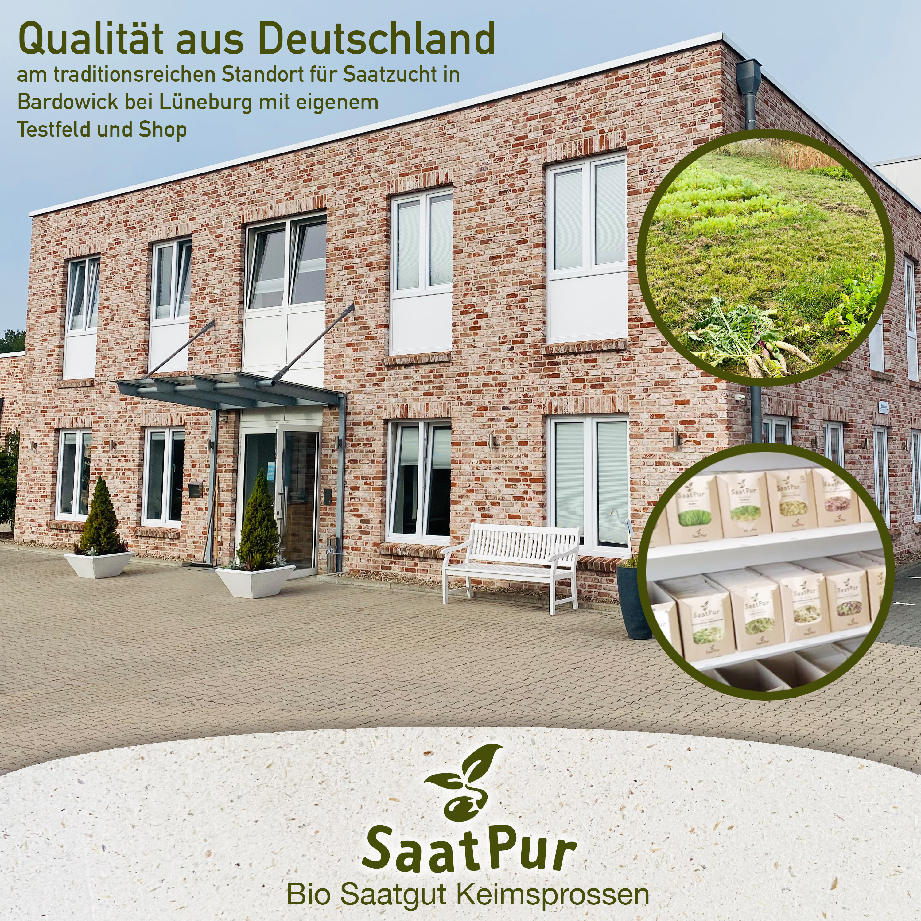 BIO Keimsprossen Pak Choi ROT Chinesischer Senfkohl Keimsaat Microgreens