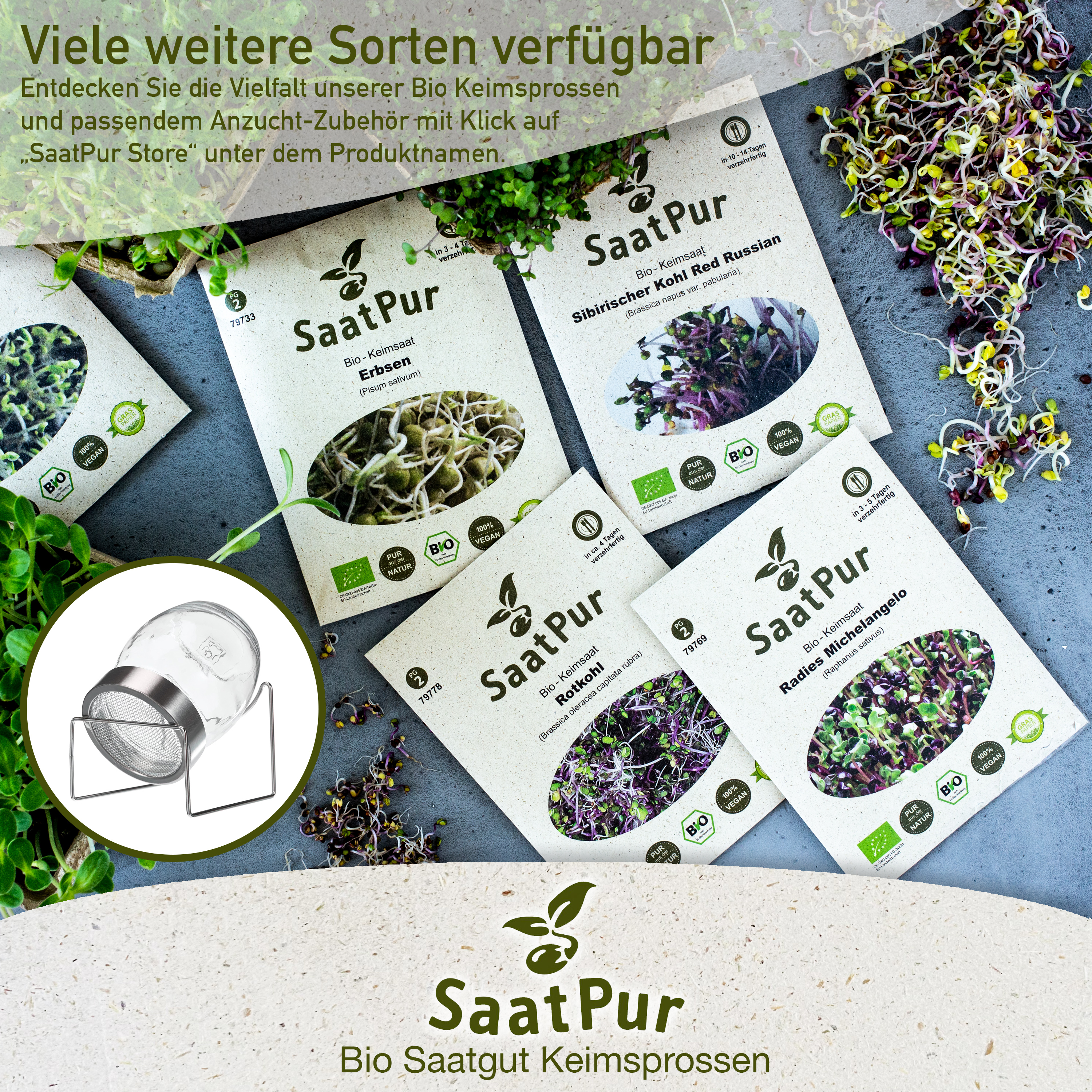 BIO Keimsprossen Melde ROT Keimsaat Microgreens