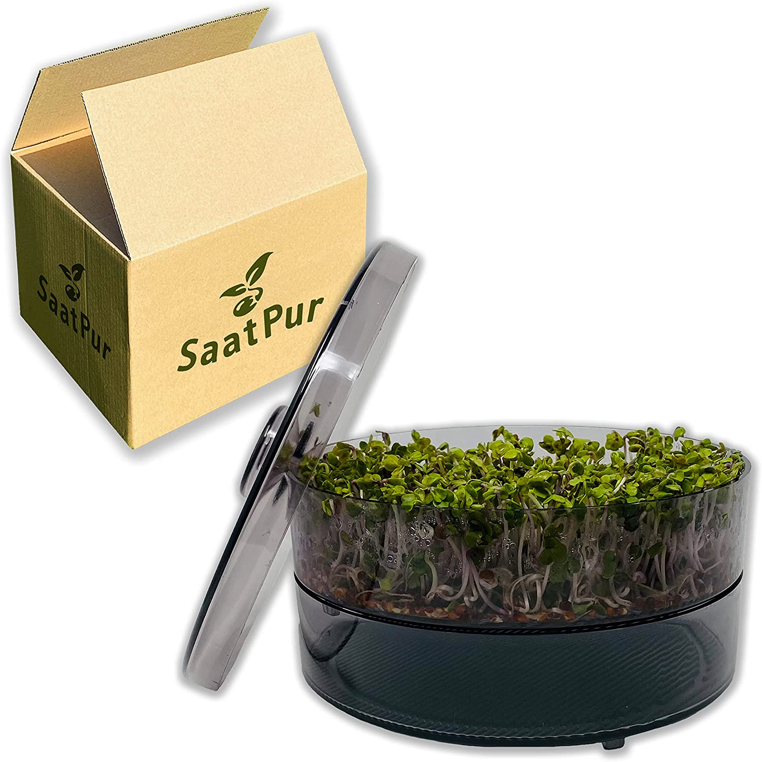 SaatPur Sprossenbox Set 1 - Keimgarten Keimbox Keimsaat Keimgerät Sprossen ziehen