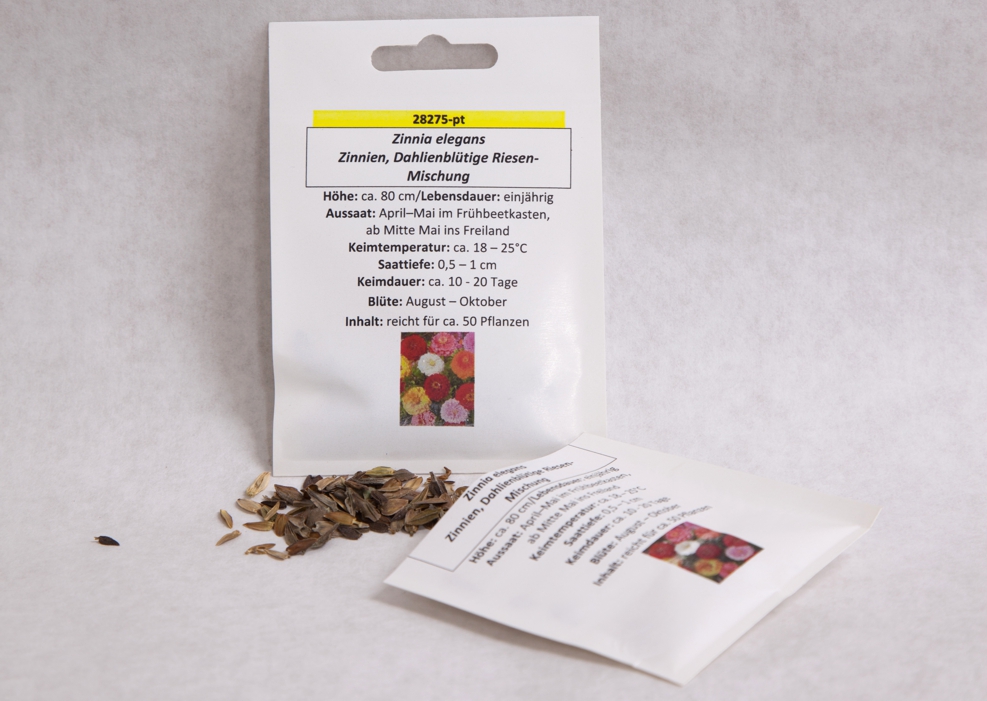 Zinnien Dahlienblütige Riesen-Mischung