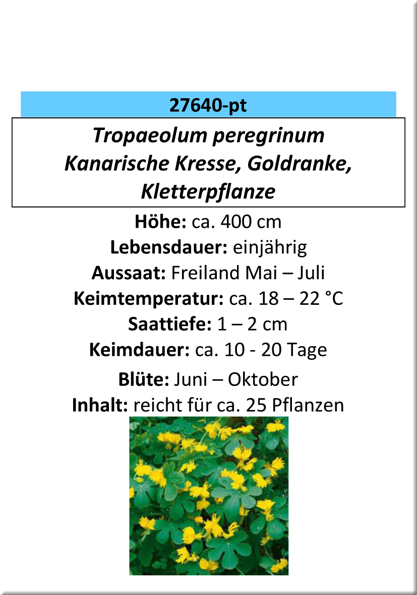 Kanarische Kresse, SP. Goldranke, Kletterpflanze