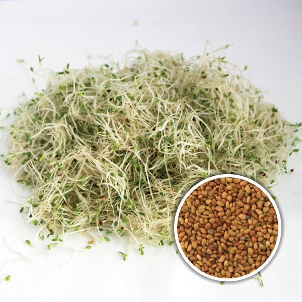 BIO Keimsprossen Keimsaat für Alfalfa Sprossen Microgreen Mikrogrün