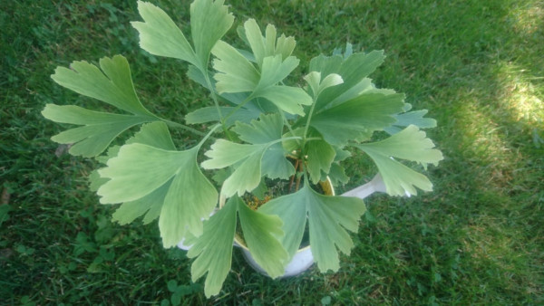 Gingko (Gingko biloba), Fächerblattbaum
