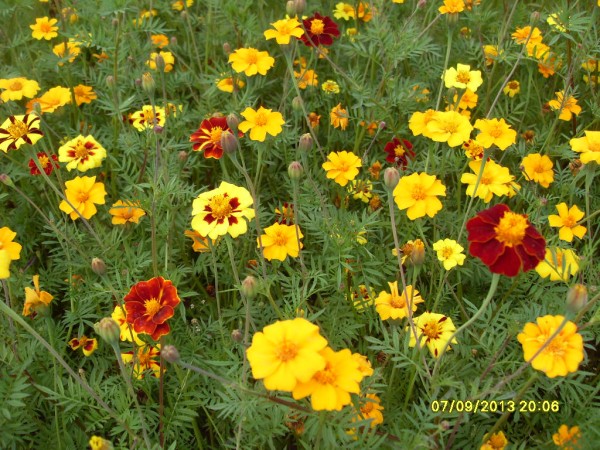 1 kg Tagetes patula Nema Mischung