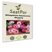 Mittagsblume, Rabattenstolz Mischung Mittagsblume, Rabattenstolz Mischung