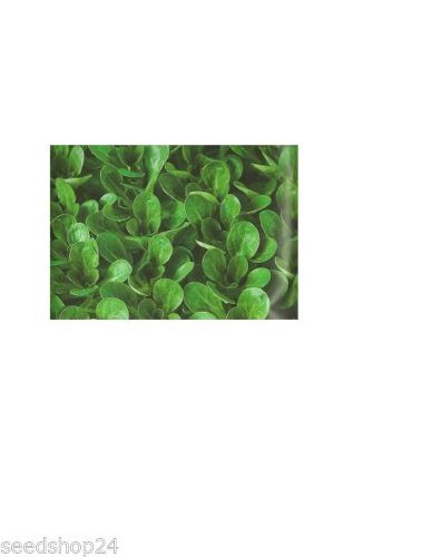 Feldsalat Vit Großpackung 100 g