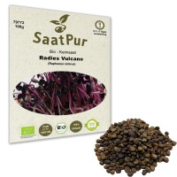 BIO Keimsprossen Radies Vulcano Keimsaat Microgreen Grünkraut BIO Keimsprossen Radies Vulcano Keimsaat Microgreen Grünkraut
