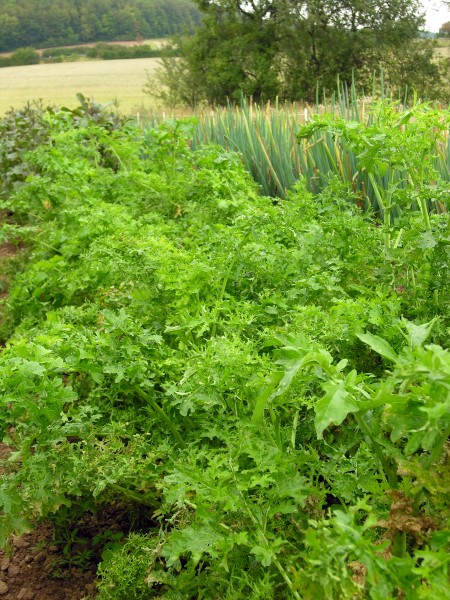Kohl Brassica Schnittgemüse Asiasalat Feathgreen für ca. 200 Pfl. - Bio-Gemüsesamen - Bio Kohl Bras