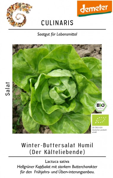 Kopfsalat Wintersalat Humil für ca. 50 Pfl. Bio-Gemüsesamen - Bio Kopfsalat