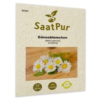 Gänseblümchen, Wiesengänseblümchen, Wildblume Gänseblümchen, Wiesengänseblümchen, Wildblume