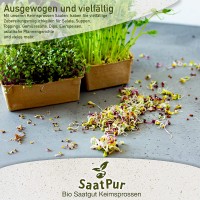 Vorschau: BIO Keimsprossen Radies Sango Mikrogrün Microgreen Keimsaat Vorschau: BIO Keimsprossen Radies Sango Mikrogrün Microgreen Keimsaat