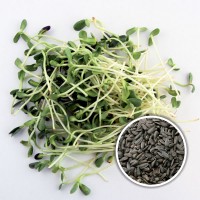BIO Keimsprossen Sonnenblumen Keimsaat Microgreens BIO Keimsprossen Sonnenblumen Keimsaat Microgreens
