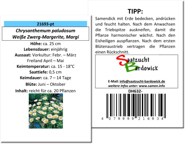 Weiße Zwerg-Margerite Margi