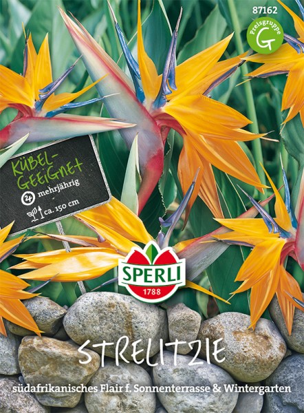 Paradiesvogelblume, Sperling`s Papagei Strelitzia reginae